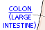 The Colon